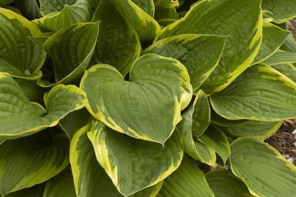 Hosta, Aureomarginata 1 gal