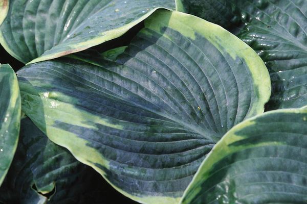 Hosta, Frances Williams 1 gal