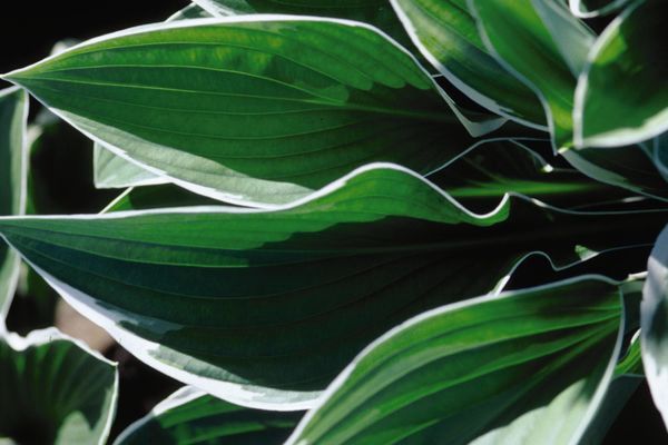 Hosta, Francee 1 gal
