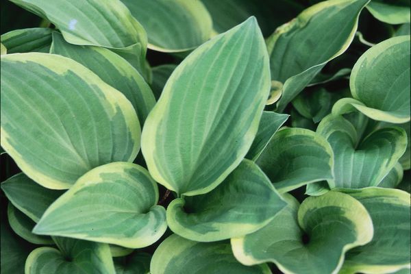 Hosta, Golden Tiara 1 gal