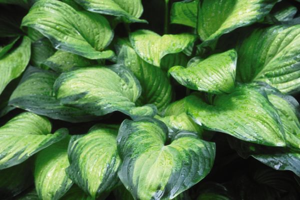 Hosta, Guacamole 1 gal