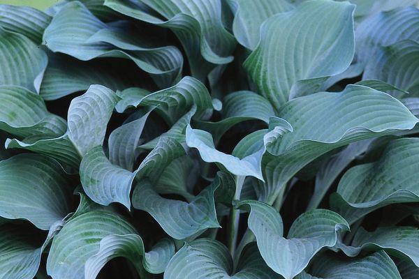 Hosta, Krossa Regal 5 gal