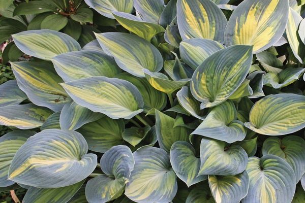 Hosta, June 5.25"