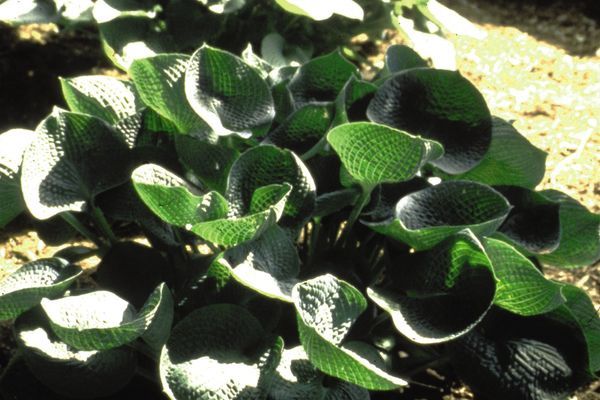 Hosta, Love Pat 1 gal