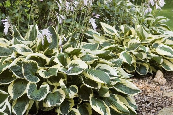 Hosta, Patriot 1gal