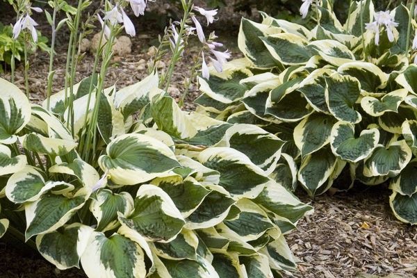 Hosta, Patriot 5 Gal