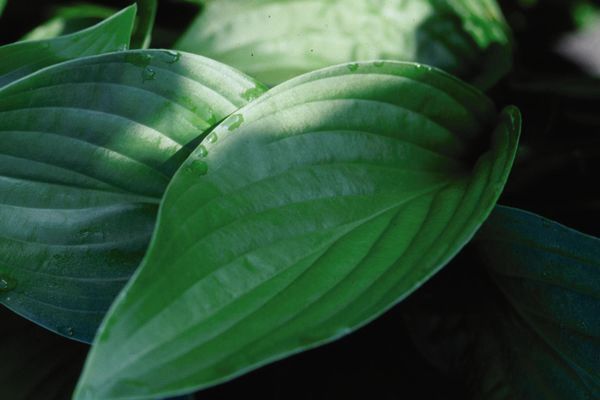 Hosta, Royal Standard 2 gal