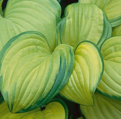 Hosta, Stained Glass 1 gal