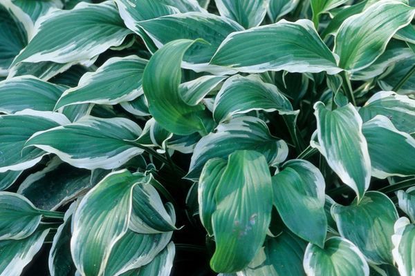 Hosta, Albomarginata 4.5"