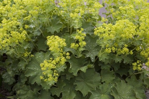 Lady&#39;s Mantle, Auslese