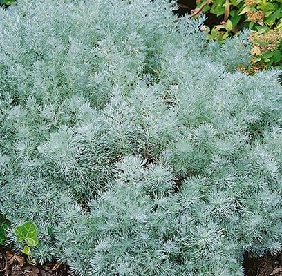 Silver Mound 1 gal