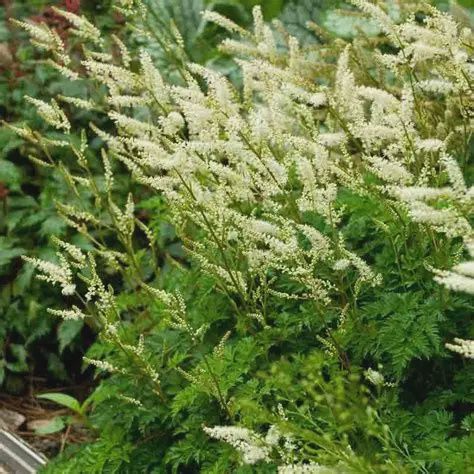 Goatsbeard, Dwarf 1 gal