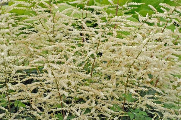 Goatsbeard, Misty Lace 1 gal
