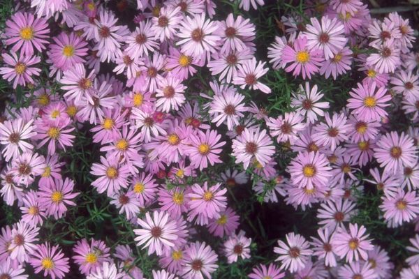 Aster, Woods Pink 1gal
