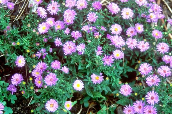 Aster, Woods Purple 1 gal