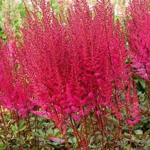 Astilbe, Mighty Choc Cherry 1gal