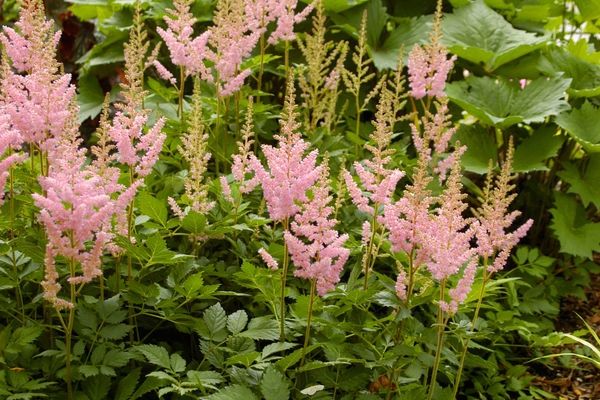 Astilbe, Visions Pink 1 gal