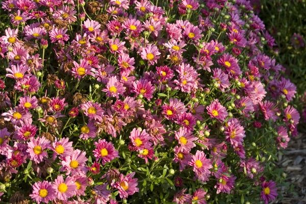 Mum, Mammoth Lavendar 2 gal