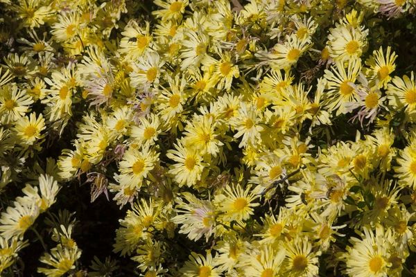Mum, Mammoth Yellow Quill 2 gal