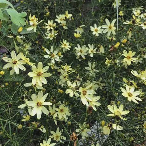 Coreopsis, Moonbeam 1 gal