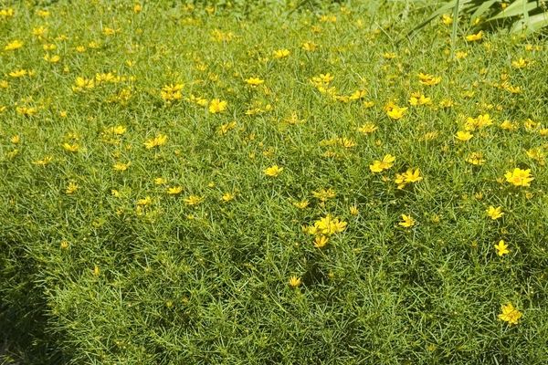Coreopsis, Zagreb 1 gal
