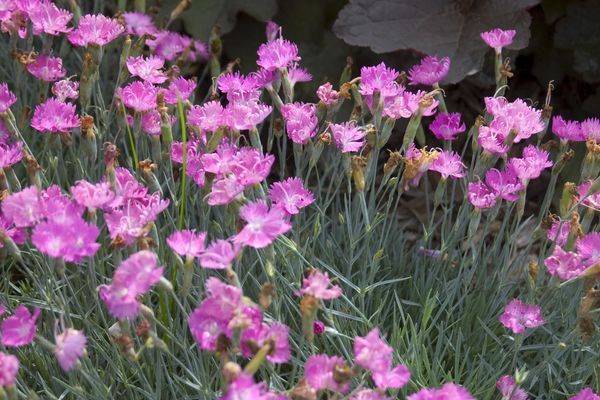 Dianthus, Firewitch 1 gal