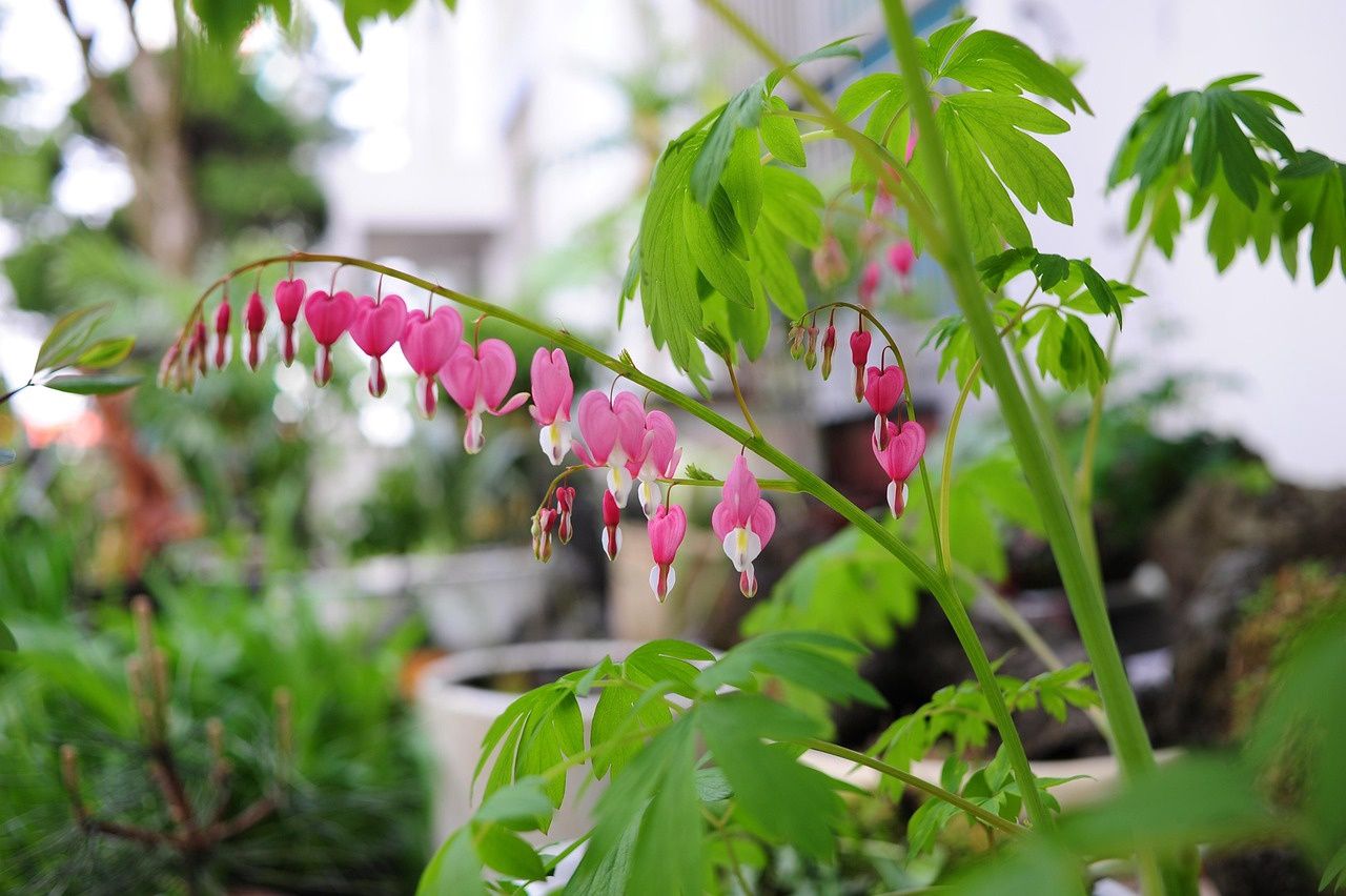 Bleeding Heart, Pink 1 gal