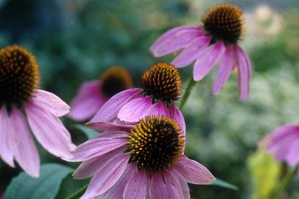 Coneflower, Purple 1 gal