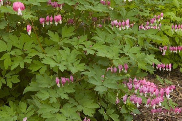 Bleeding Heart, Pink 3-5 eye