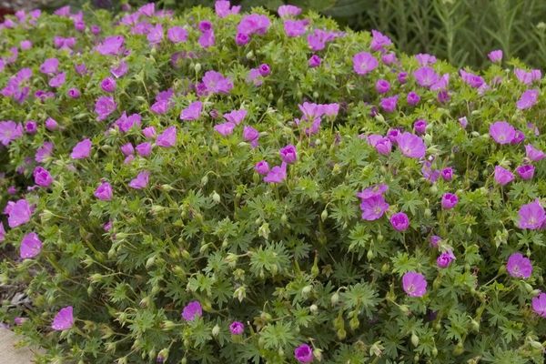 Geranium, Max Frei 1 gal