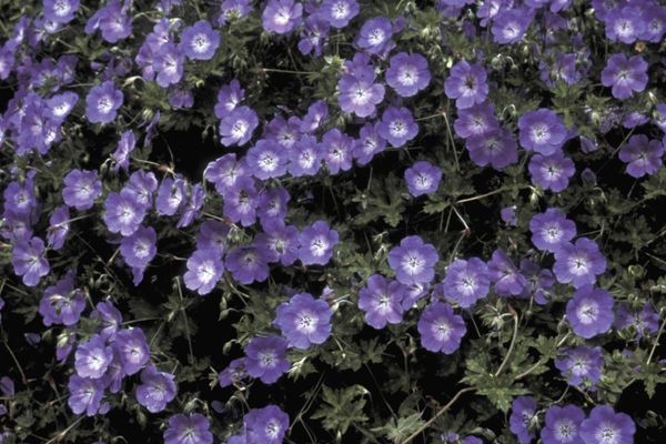 Geranium, Rozanne 1 gal