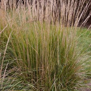 Grass, Avalanche Reed 2 gal