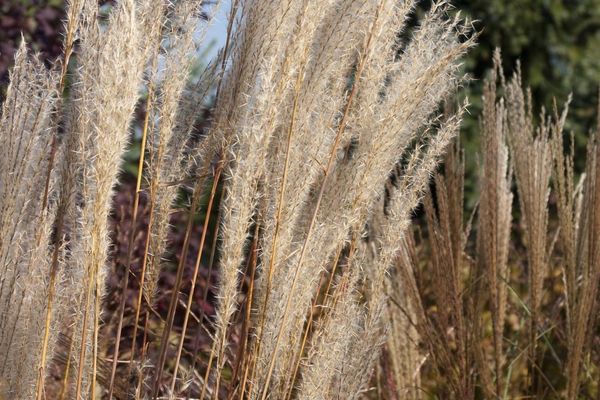 Grass, Flame 2 gal