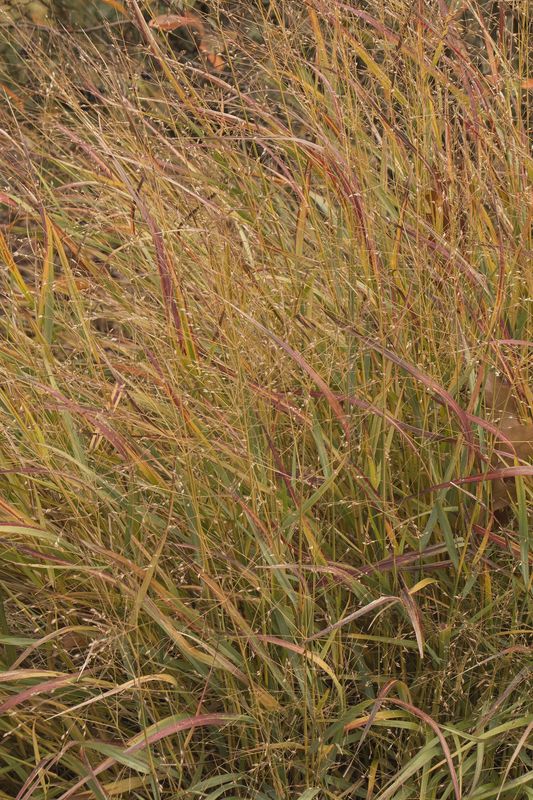 Grass, Shenandoah 3 gal