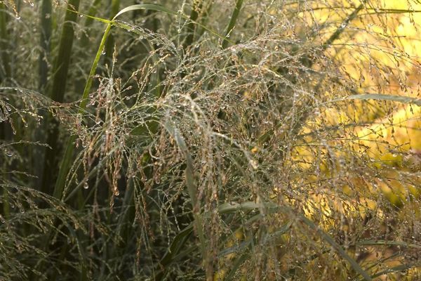 Grass, Northwind Switch 1 gal