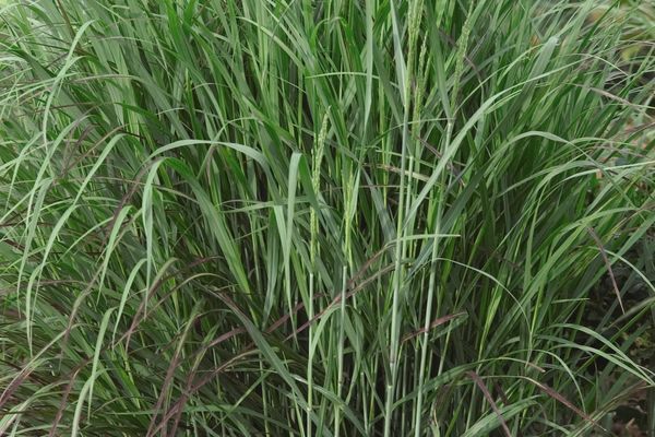 Grass, Shenandoah 1 gal