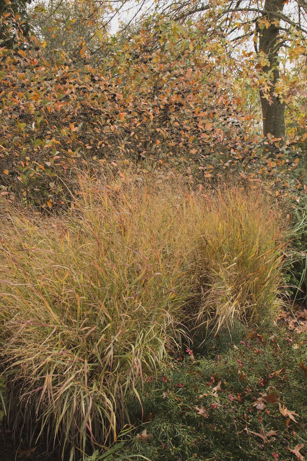 Grass, Shenandoah 2 gal