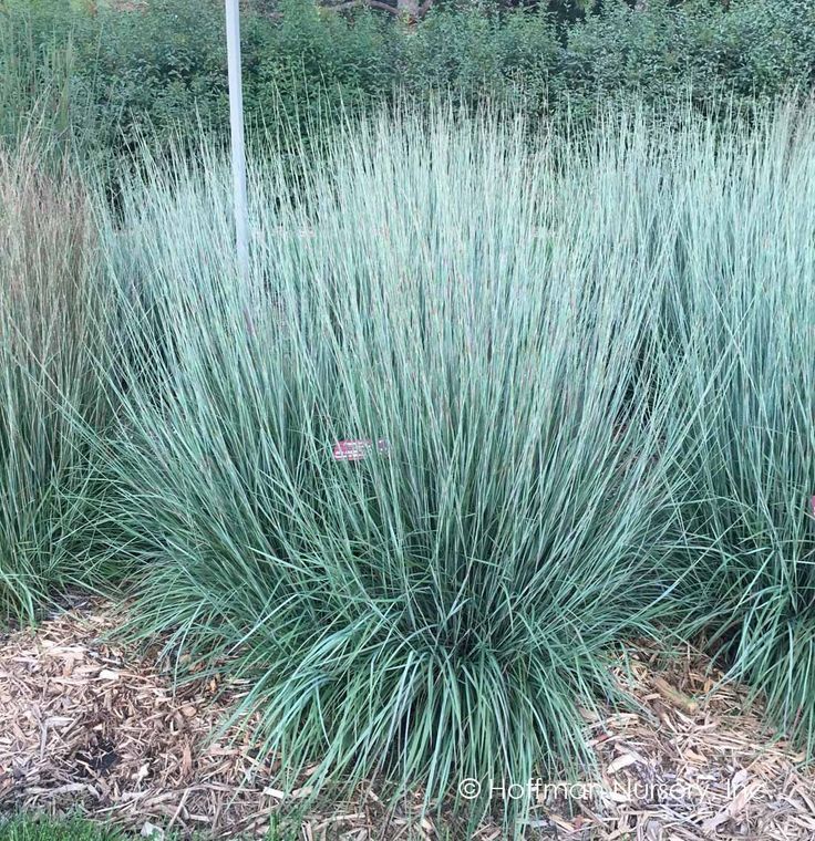 Grass, Little Blue Stem 2 gal