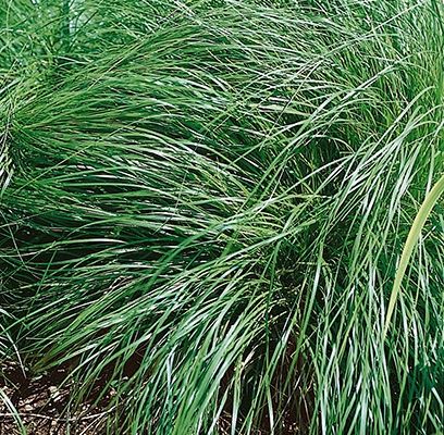 Grass, Prairie Dropseed 1 Gal