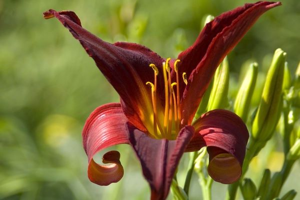 Daylily, Indian Love Call 1 gal