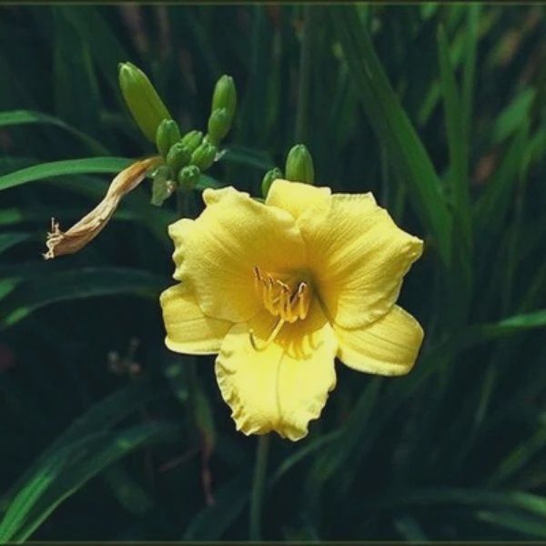 Daylily, Mini Stella 1 gal