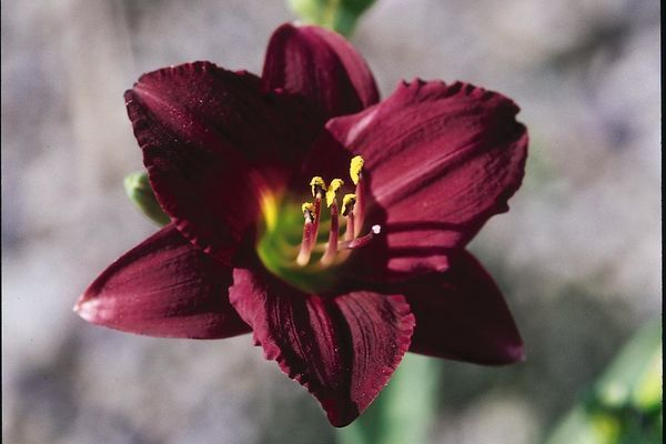 Daylily, Pardon Me 1 gal