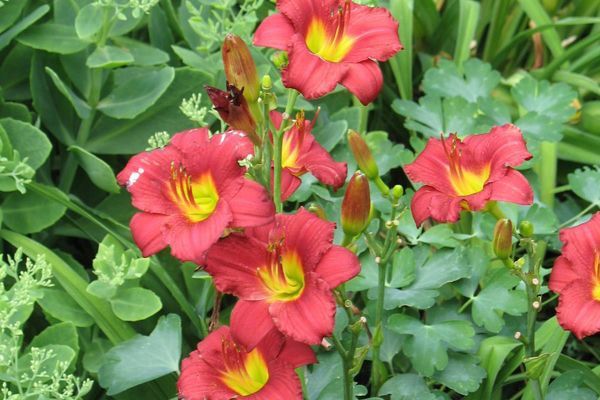 Daylily, Ruby Stella 1 gal
