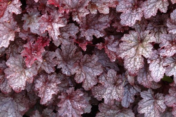 Coral Bells, Plum Pudding 1 gal