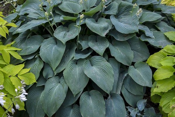 Hosta, Blue Angel 5 gal
