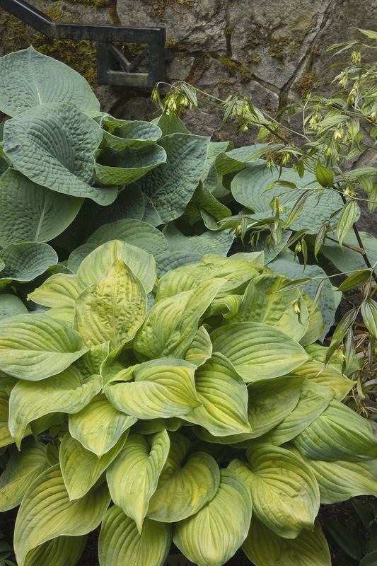 Hosta, Guacamole 5 Gal