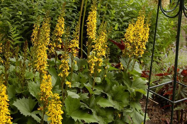 Ligularia, Little Rocket 1 gallon