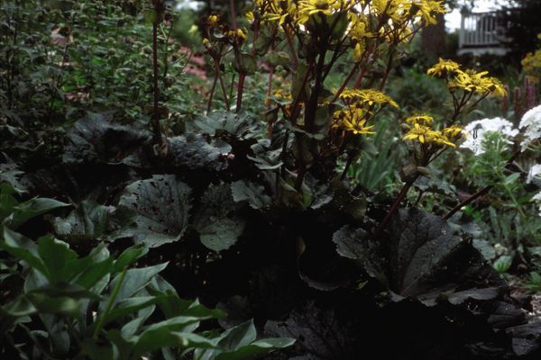 Ligularia, Othello 1 gal