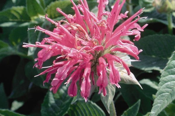 Bee Balm, Coral Reef 1 gal