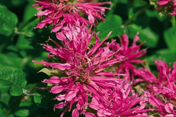 Bee Balm, Grand Parade 1 gal